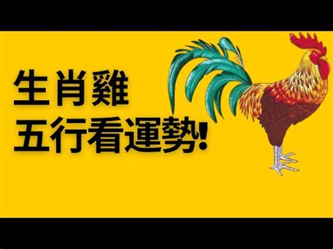 雞五行屬什麼|屬雞的五行屬什麼 揭秘「不同屬性」的屬雞人性格